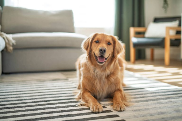 Safe and Effective Pest Control Methods for Homes with Pets