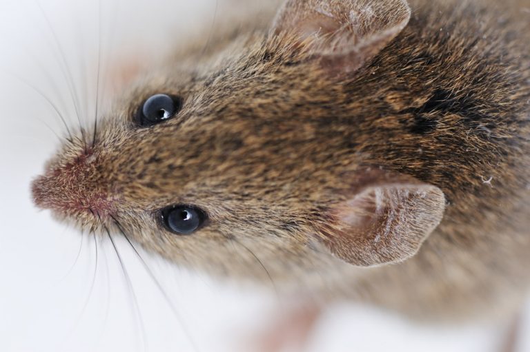 rodent control